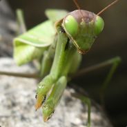 Mantis Mantis