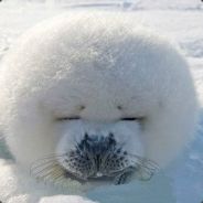 壹松
