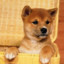 Shiba Inu