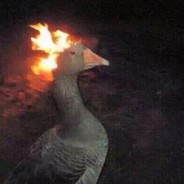 Grandpa Goose
