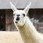 a wily llama