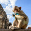 Monkey D Lopburi