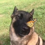 не баньте эсефа