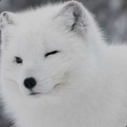 你打你的他打他的各打各的