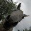 DefinitelyNotAHorse