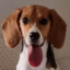 Uma beagle diferenciada