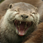 Laughing Otter