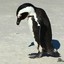 depressed penguin