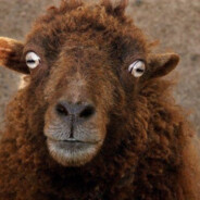 Адольф Баран