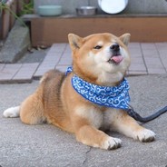 mlem-doggo