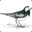 Pied Wagtail