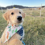 翻斗花园扛把子