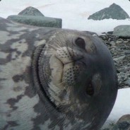 Козырный Тюлень