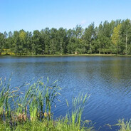 The pond the fish ar avatar