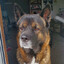 sunny dog real estate