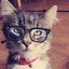 _Cat_