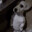 JCCKPLEASURETOY