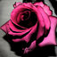 DarkRose
