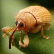 UNBEWEEVILBLE