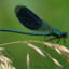 Demoiselle