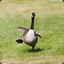 Waddling Goose