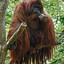 Orangutrang