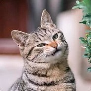 布偶窝窝的小伙伴