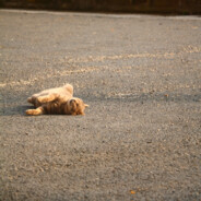 叱咤月海猫猫🐟