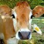 IM A COW! Mooo
