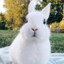 #WhiteRabbit#