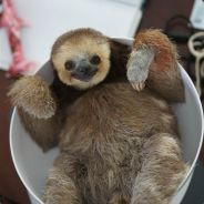 Sloth - steam id 76561197961680214
