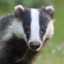 tadgerthebadger