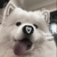 samoyed