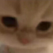 狗狗猫猫兔兔马