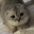 BFG™ Meow