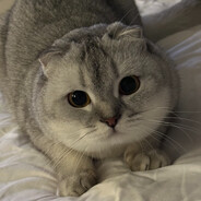 BFG™ Meow