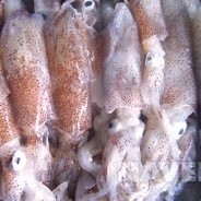 青衣白马徐凤年