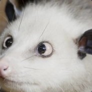 Autistic Possum