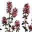 Thyme
