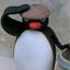 noot noot