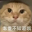圆头猫爹