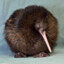 Happy Kiwi