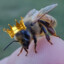 King Bee