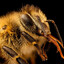 1 million bees