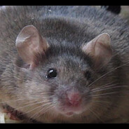 Тыловой выкрыс