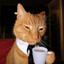 Cat With Cup