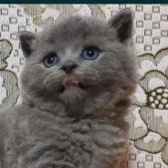 Бешеный кот