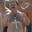 vindawg avatar