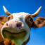 MooMoo