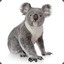 BOT Koala